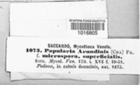 Apiospora arundinis image